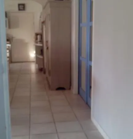 فيلة Felin Feline